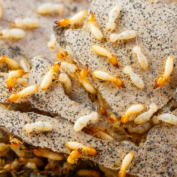 重慶防治白蟻的有效措施